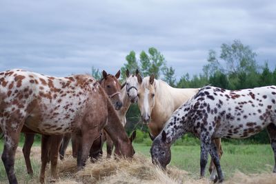 Horses grazing on hay at field