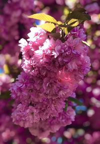 Close-up of pink cherry blossoms in spring