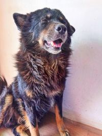 Close-up portrait of dog