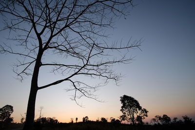 Silhouette of bare tree against blue sky