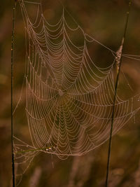 Close-up of wet spider web