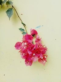 Close-up of pink cherry blossoms against wall