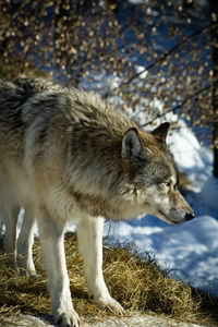 animal