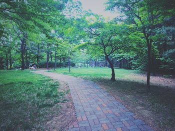 Footpath amidst trees on landscape
