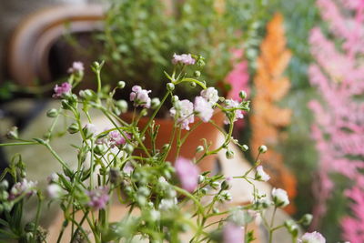 Close-up of pink flowering plant