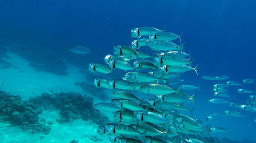 Colorful tropical fish on a coral reef, amazingly beautiful fairy world. in the coral gardens ,