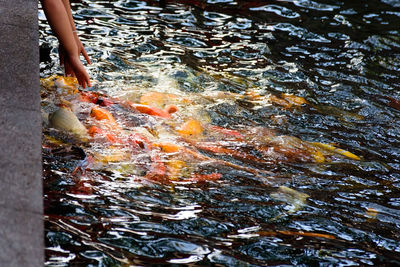 High angle view of koi carps swimming in lake