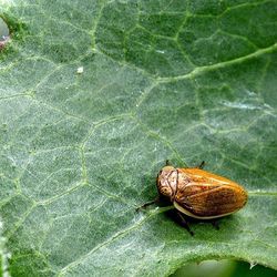 Close-up of snail on leaf
