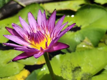 Close-up of water lily in pond