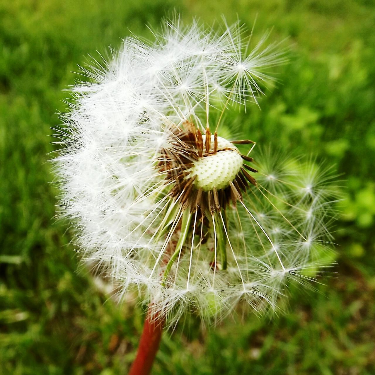 dandelion, flower, growth, fragility, freshness, flower head, close-up, focus on foreground, single flower, beauty in nature, nature, uncultivated, softness, dandelion seed, wildflower, plant, white color, stem, seed, day