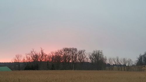 Bare trees on field against clear sky