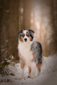 Portrait of australian shepherd standing on snow