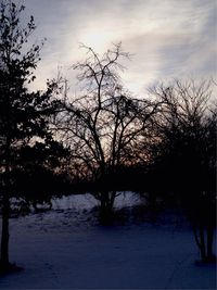 Bare trees on snow covered landscape