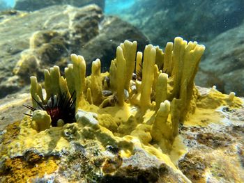 Fish swimming in sea