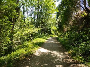 Footpath amidst trees in forest