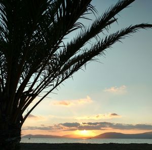 Silhouette tree by sea against sky during sunset