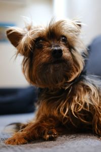 Close-up portrait of dog relaxing at home