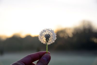 Close-up of hand holding dandelion against sky