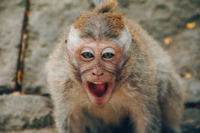 Portrait of monkey