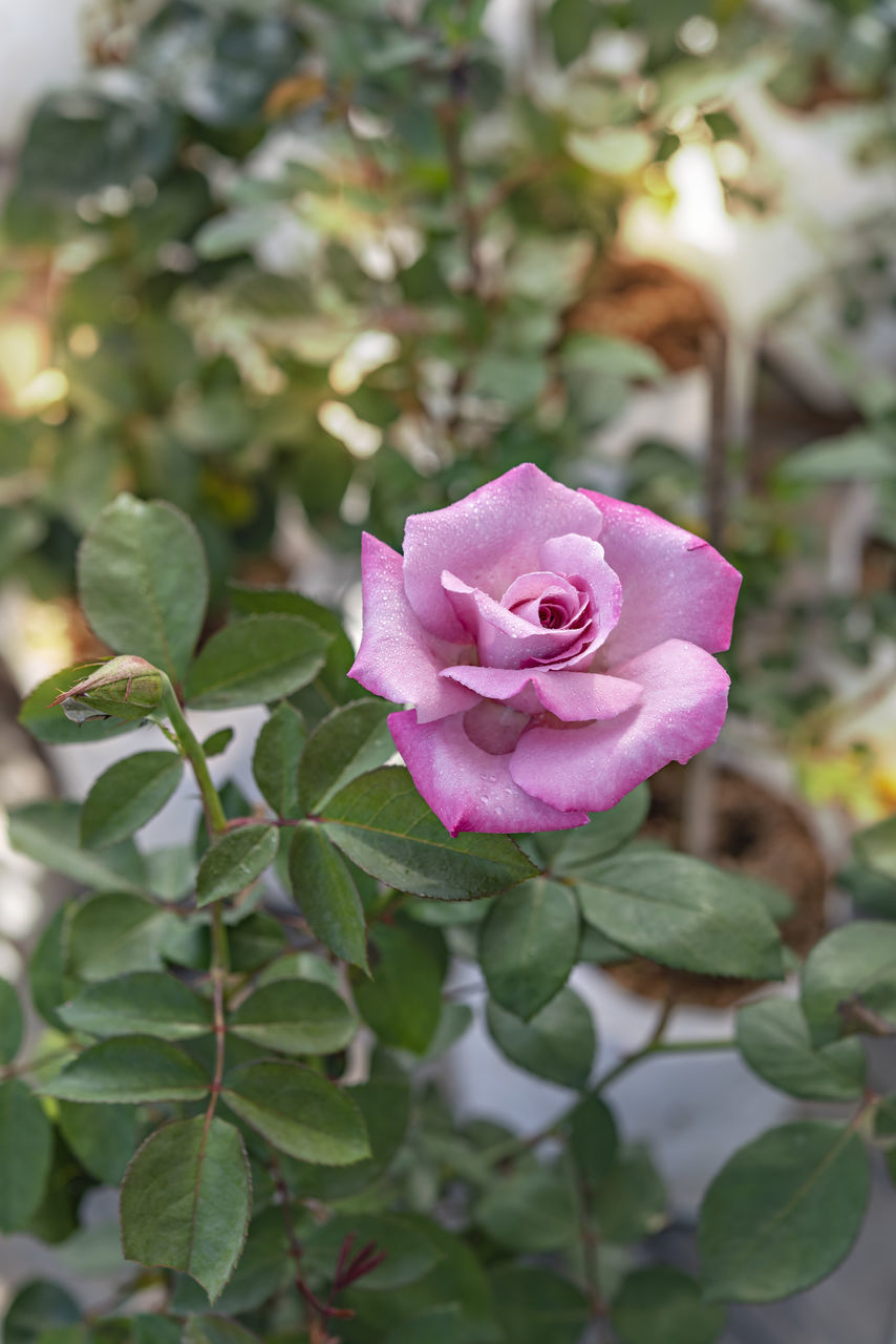 plant, flower, flowering plant, rose, beauty in nature, leaf, plant part, pink, petal, freshness, flower head, close-up, nature, inflorescence, growth, fragility, garden roses, no people, shrub, outdoors, blossom, rose - flower, focus on foreground
