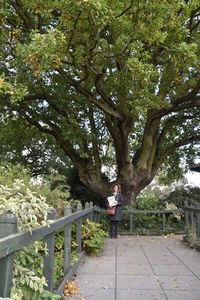 Trees by footpath