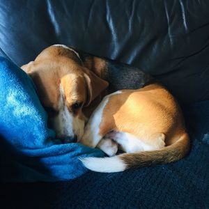 High angle view of dog sleeping on bed