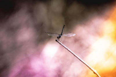 Low angle view of insect against blurred background