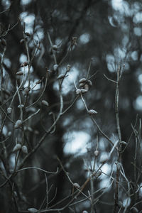 Low angle view of tree