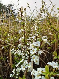 Close-up of white flowering plants on field