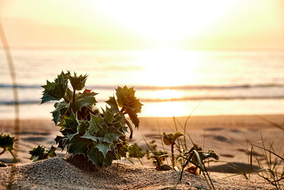 Plants by sea against sky during sunset