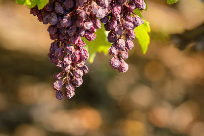 Dried trollinger grapes in autumn close-up