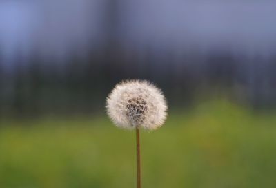 Close-up of dandelion