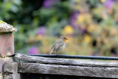 Close-up of bird perching on wood