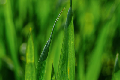 Close-up of wet grass growing on field