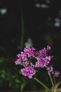 Close-up of purple flowering plant