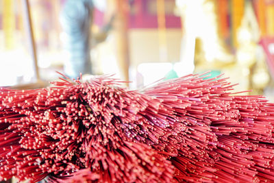 Close-up of red flower for sale in market
