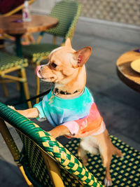 High angle view of dog looking away