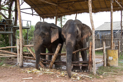 View of elephant in shed at zoo