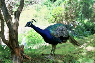 Close-up of peacock on tree trunk