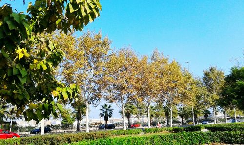 Yellow flowers against clear blue sky