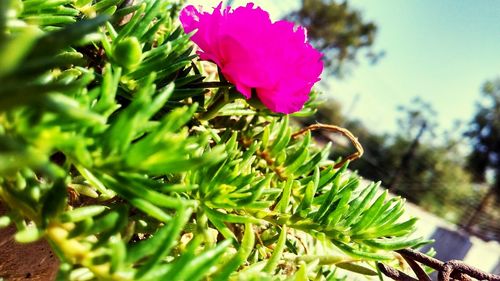 Close-up of pink flowers