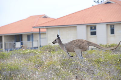 Giraffe in a building