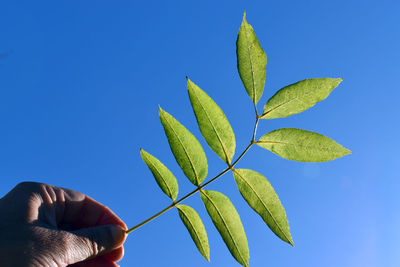 Person holding plant against blue sky