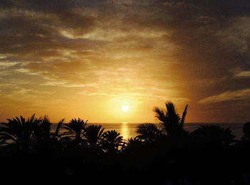 Silhouette of palm trees at sunset