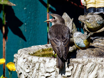 View of birds perching on rock