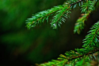 Close-up of fern growing on tree