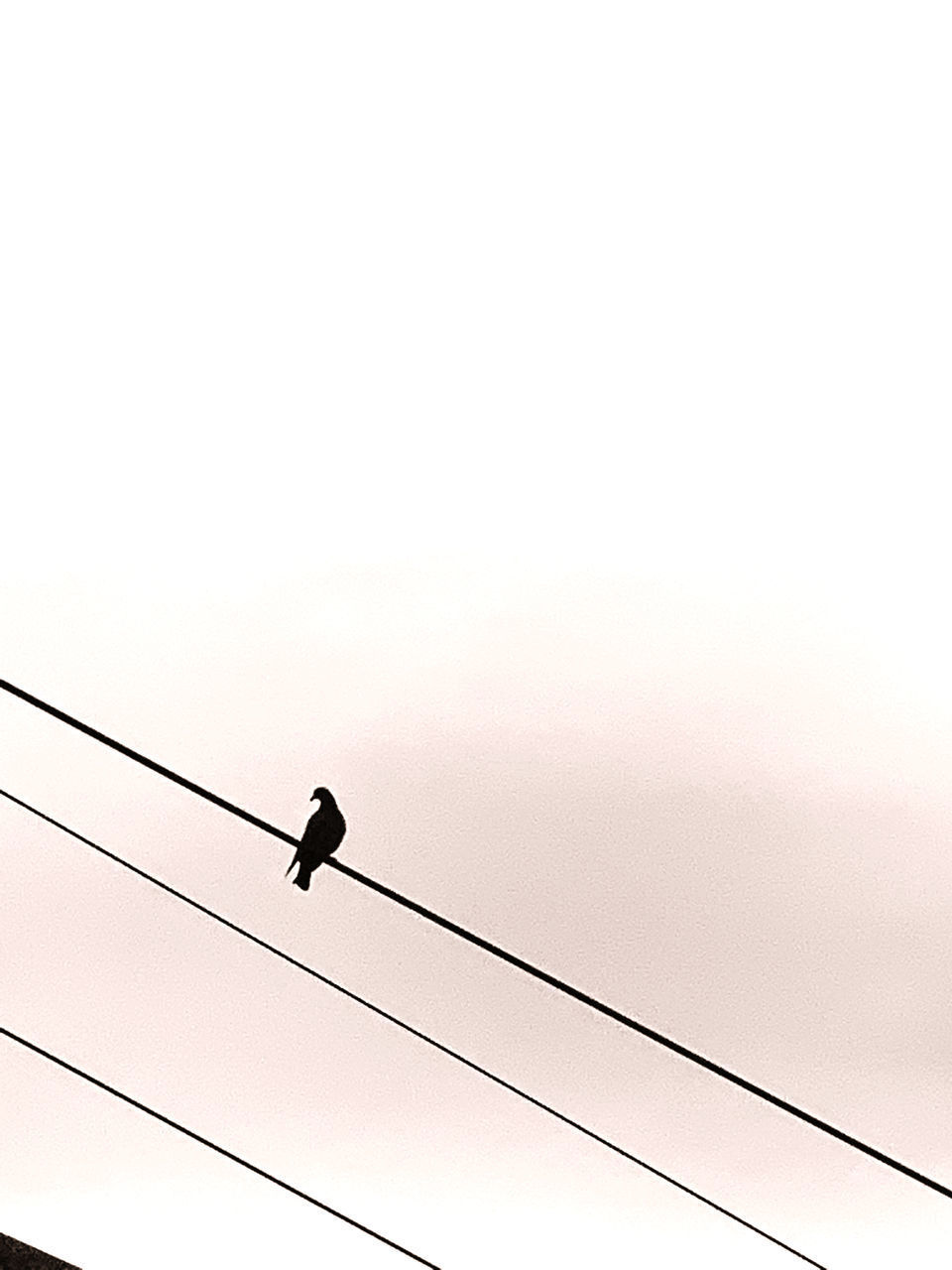 LOW ANGLE VIEW OF BIRD PERCHING ON CABLE