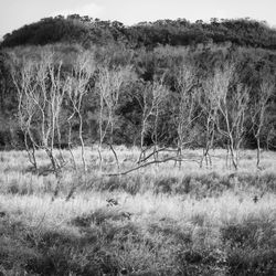 Fence on grassy field