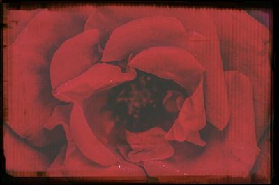 Close-up of red rose