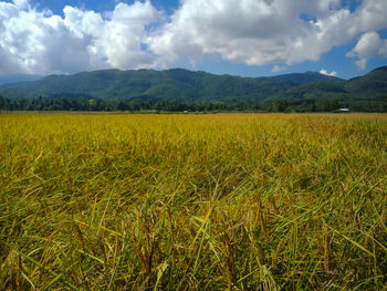 Scenic view of agricultural field against sky